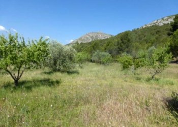 Itineraris amb plantes destacables al PNMMBT (IV) La falda sud del Montgrí