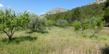 Itineraris amb plantes destacables al PNMMBT (IV) La falda sud del Montgrí