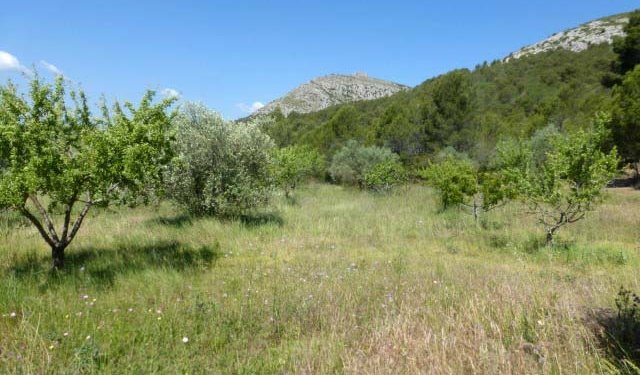 Itineraris amb plantes destacables al PNMMBT (IV) La falda sud del Montgrí