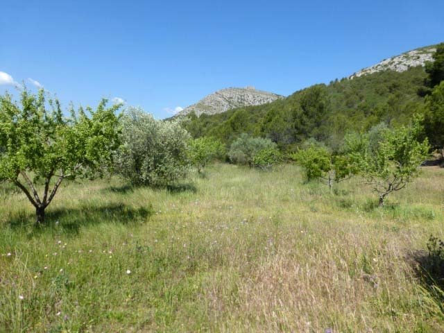 Itineraris amb plantes destacables al PNMMBT (IV) La falda sud del Montgrí