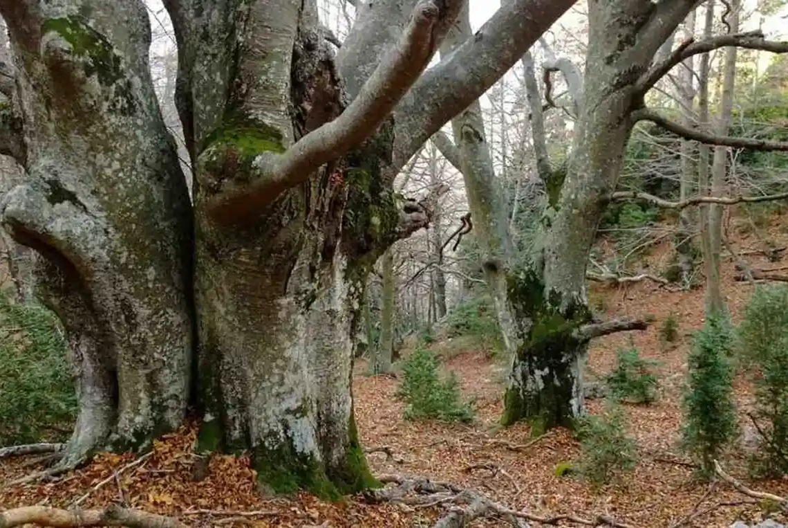 Més que incendis (II)
