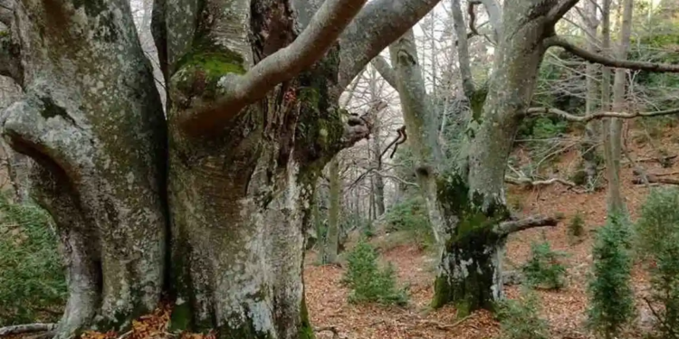 Més que incendis (II)