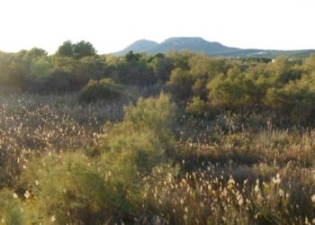 Itineraris amb plantes destacables al PNMMBT (V) El Baix Ter: Ter Vell, el Ter, la Fonollera i els arrossars