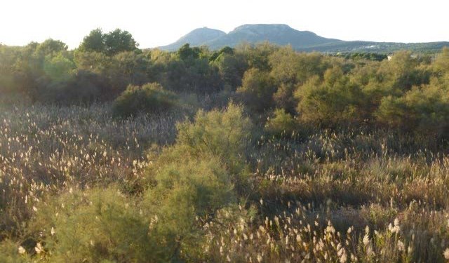 Itineraris amb plantes destacables al PNMMBT (V) El Baix Ter: Ter Vell, el Ter, la Fonollera i els arrossars