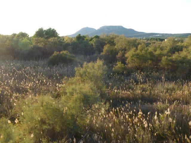 Itineraris amb plantes destacables al PNMMBT (V) El Baix Ter: Ter Vell, el Ter, la Fonollera i els arrossars