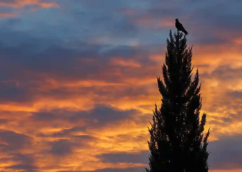 Reflexions Horacianes XII